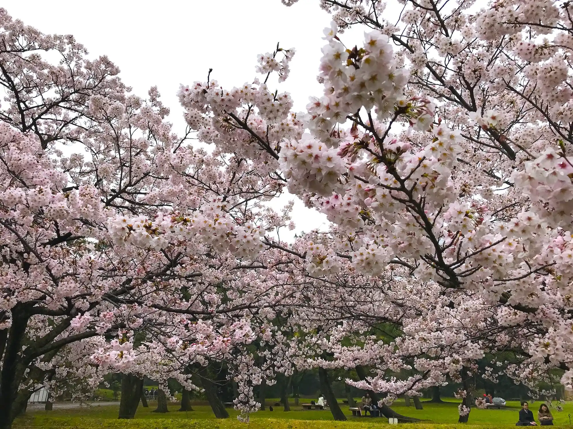 Hanami 2027: cuándo y dónde ver los cerezos en flor en Japón